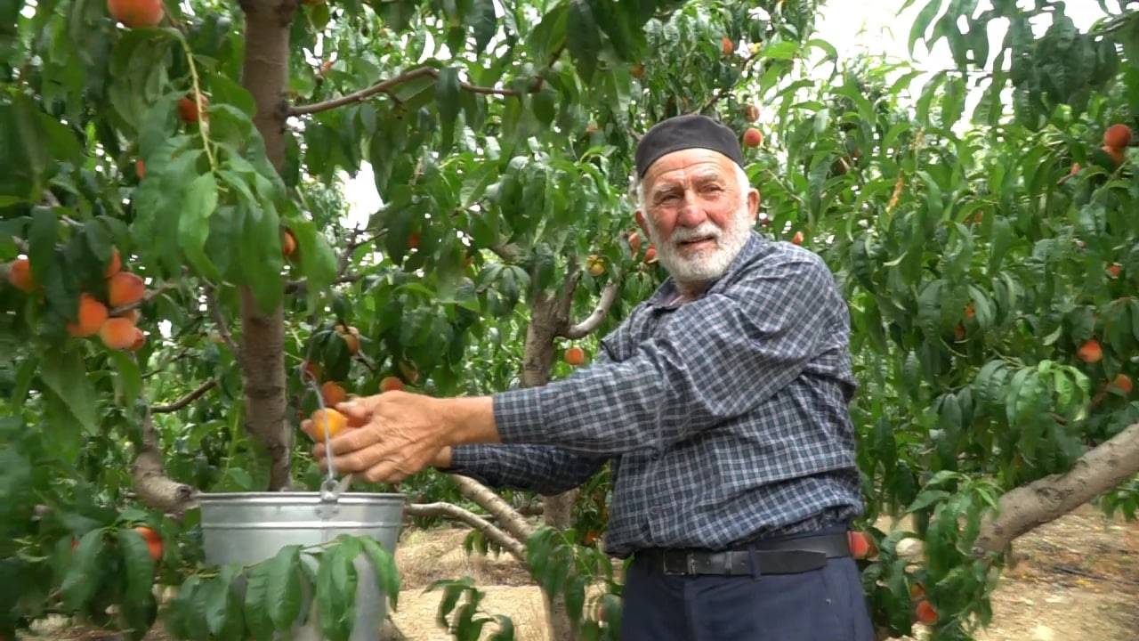 Персиковый сад Дагестан