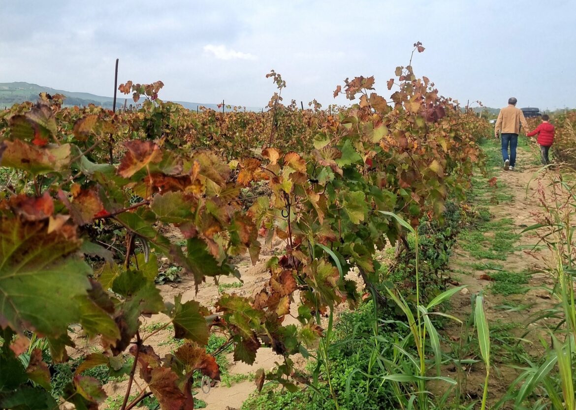 виноградники