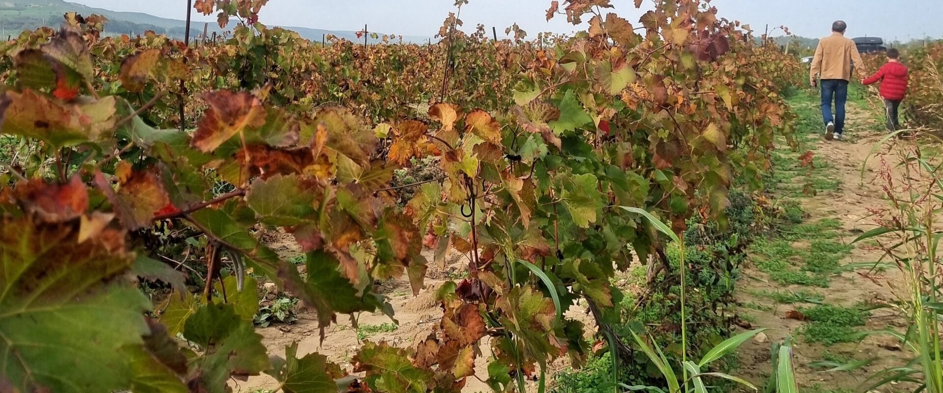 виноградники