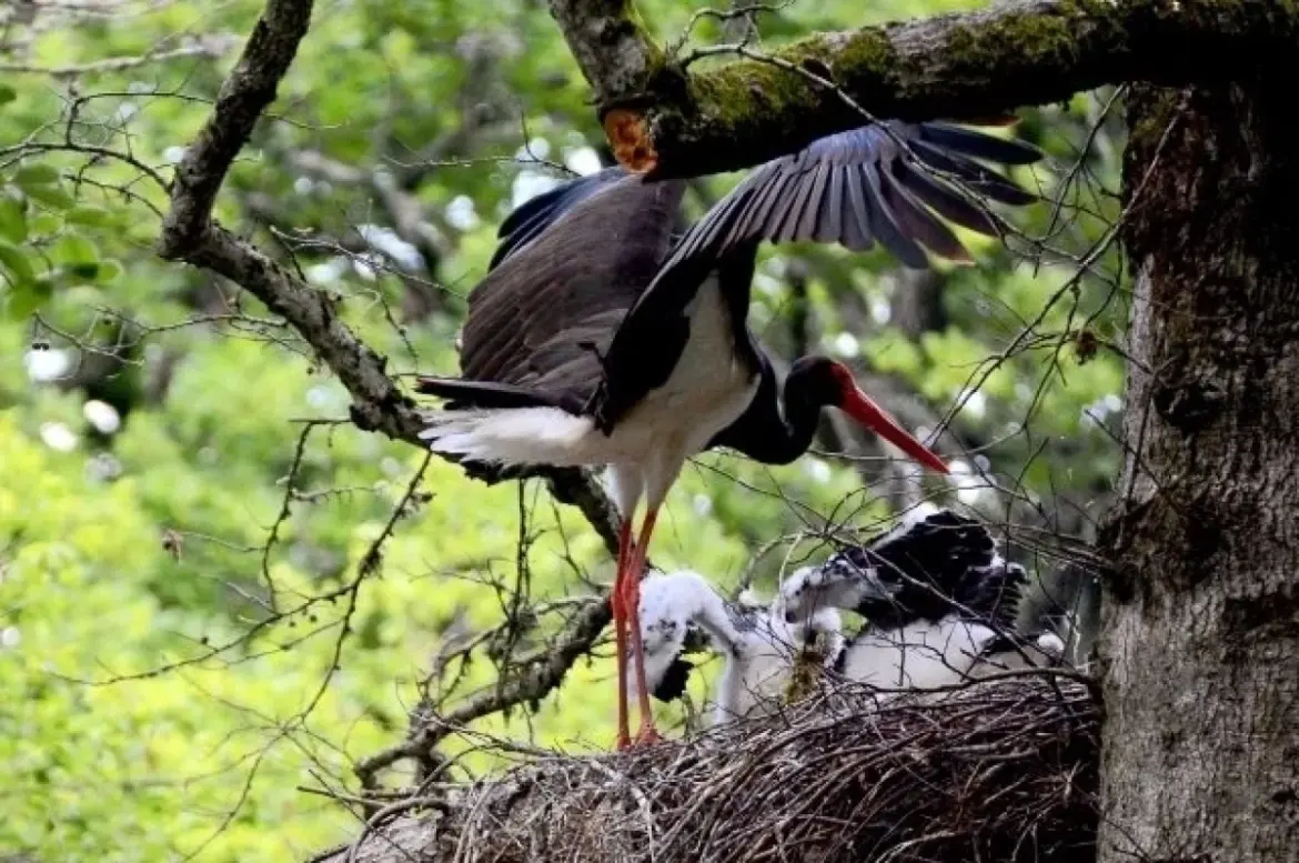 черный аист